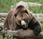pixwords Français OURS