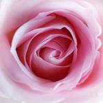 pixwords Français ROSE