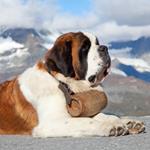 pixwords Français SAINT-BERNARD