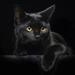 pixwords Français NOIR