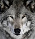pixwords Français LOUP