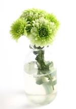 pixwords Français CHRYSANTHÈME