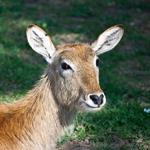 pixwords Français CERF