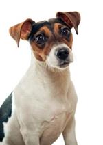 pixwords Français JACK RUSSELL