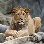 pixwords Français LION