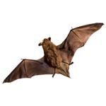 pixwords Français CHAUVE-SOURIS