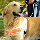 pixwords Français CHIEN D'AVEUGLE