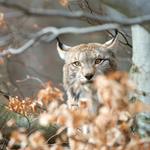 pixwords Français LYNX