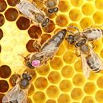 pixwords Français ABEILLE REINE