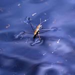 pixwords Français INSECTE D'EAU